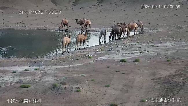  本文图均为甘肃安南坝野骆驼国家级自然保护区网站 图