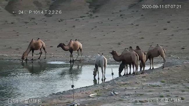 甘肃安南坝保护区发现首例“白化”野骆驼，十分罕见