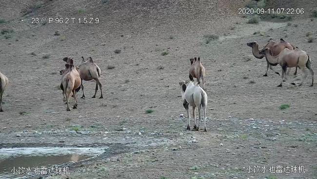 甘肃安南坝保护区发现首例“白化”野骆驼，十分罕见