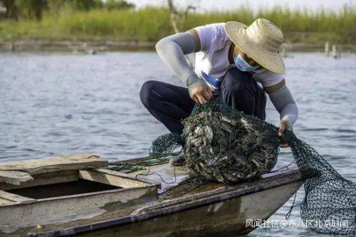 当地渔民使用地笼捕获螃蟹