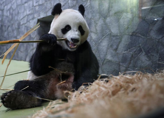 大熊猫“如意”正在吃竹子。（图源：路透社）