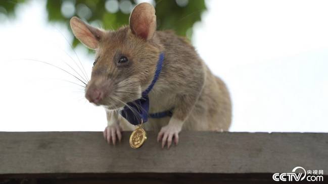 为表彰排雷功绩 柬埔寨老鼠被授予勇气勋章