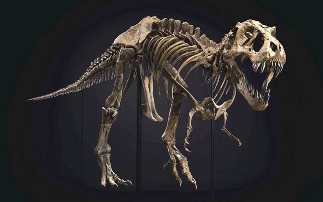 全球最著名霸王龙化石拍出3180万美元，引古生物学家担忧