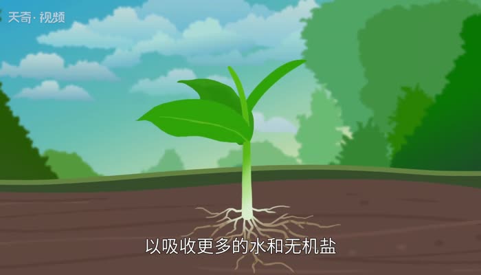 青菜是被子植物吗 青菜是被子植物还是种子植物