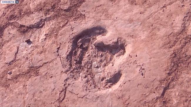 240余枚！福建首次发现大规模晚白垩世恐龙足迹群