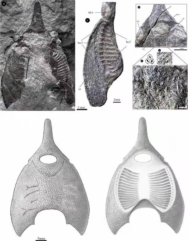 “古鱼王国”云南曲靖又有新发现！4.1亿年前的鱼类“戴盔披甲”