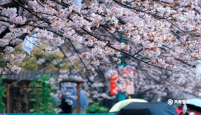 贺州市春季赏花去哪里