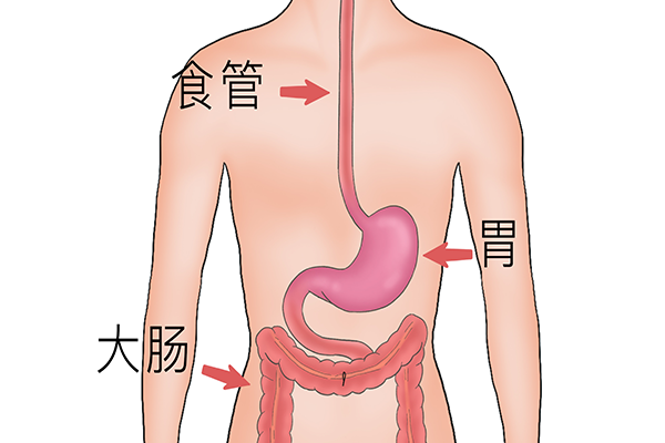 胃下垂的症状 胃下垂是怎么引起的
