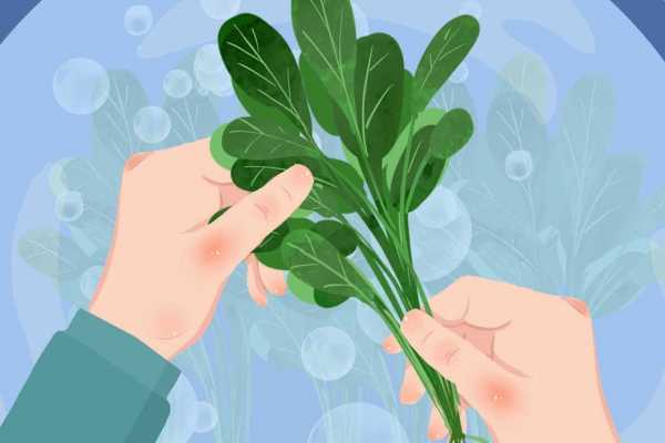 灰灰菜的作用与功效  灰灰菜的好处有哪些